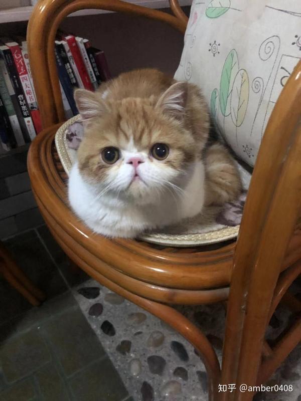 养一只加菲猫是一种怎样的体验?