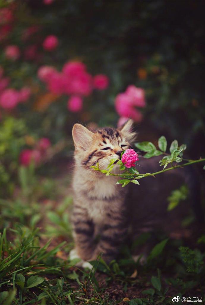 传闻中的陈芊芊猛虎嗅蔷薇