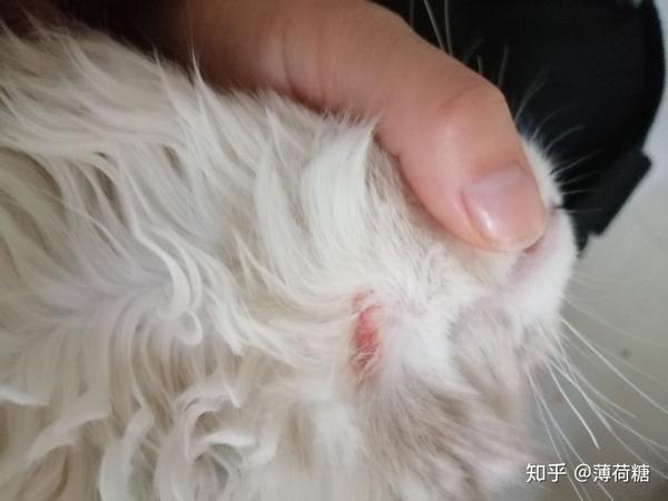 今早突然发现猫咪下巴有一块红的地方,是长条状的,是猫癣吗?