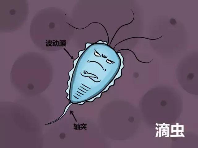 "滴虫性阴道炎" 当然不是 首先阴道是对外开放的 其次寄生的微生物