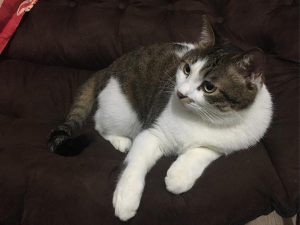 请问我的年年是狸花猫吗