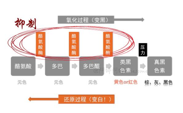 抑制酪氨酸酶美白大法好阿婷功课