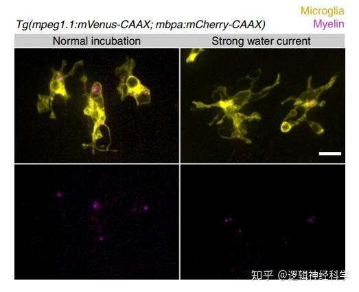 解析natneurosci前沿小胶质细胞吞噬髓鞘并修饰髓鞘发育