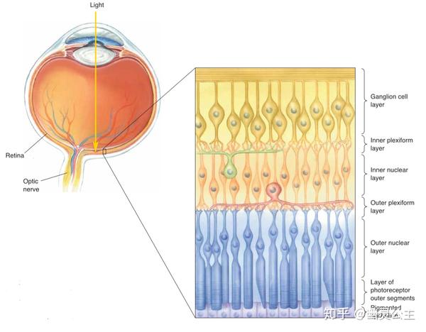 视网膜细胞的分层结构