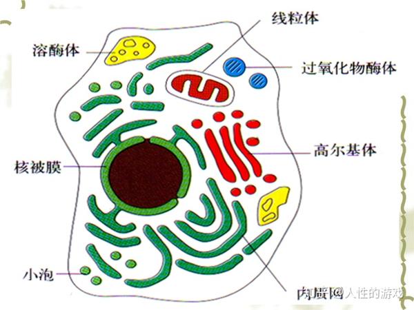 嗜酸性粒细胞