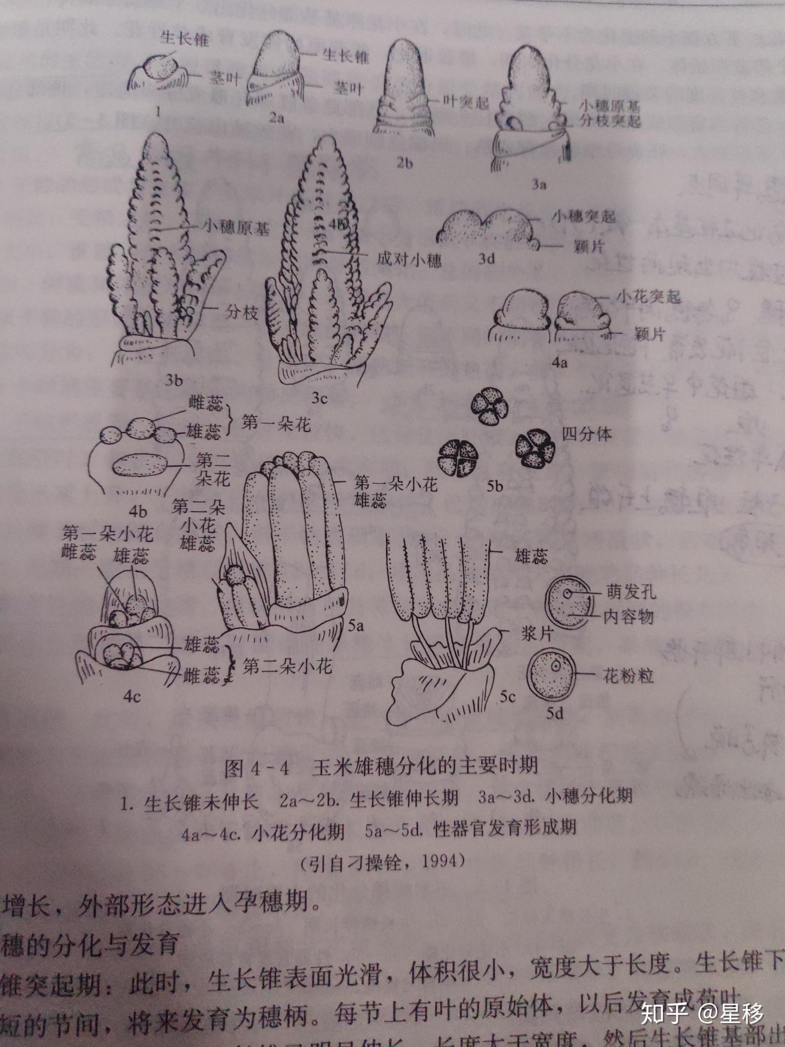 有大佬知道玉米雄花的结构嘛,就是花序里很小的小花那种的结构,跪求.