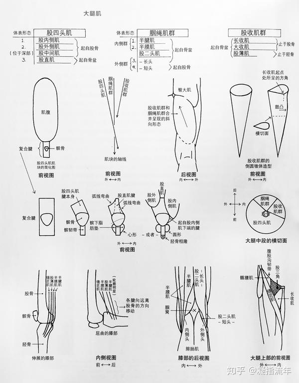 坚持学画:人体结构之肌肉部分——髋部和大腿肌