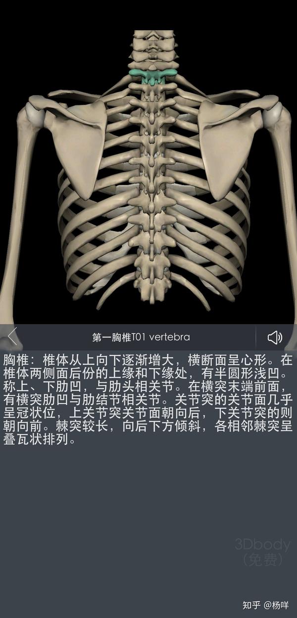 胸骨和胸椎有什么区别?