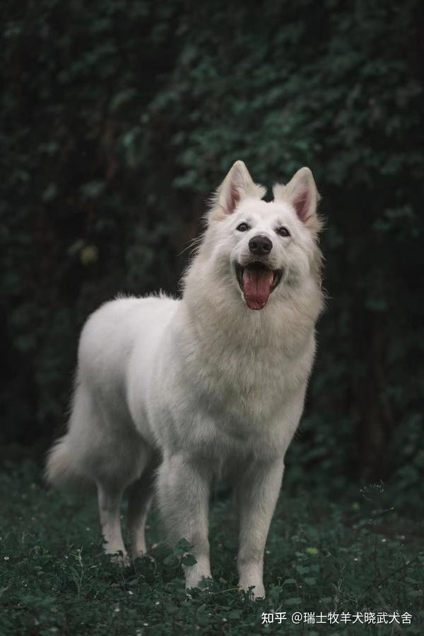 白色德牧瑞士牧羊犬