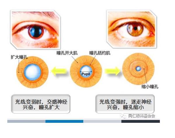 瞳孔的周围,围绕着瞳孔括约肌,呈环形, 上面有m受体(毒蕈碱型胆碱受体