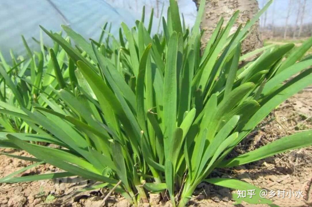 种植韭菜下面3种肥料随便用韭菜长得黑亮又粗壮