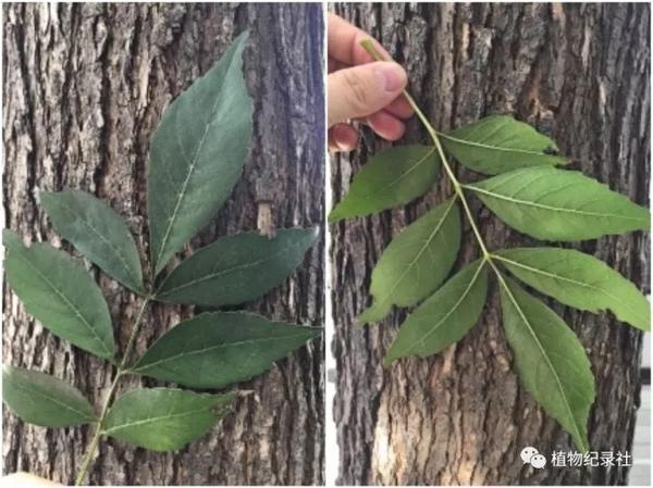 植物纪录社〔秋赏红叶〕白蜡树——满树金黄 动人心魄