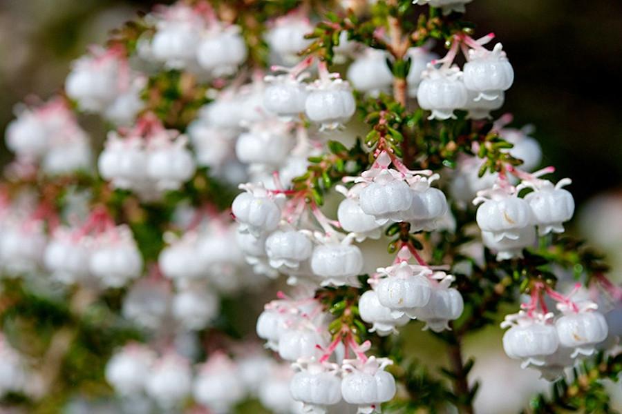 (calluna vulgaris):又称为苏格兰石南,它是挪威的国花,广布於欧洲