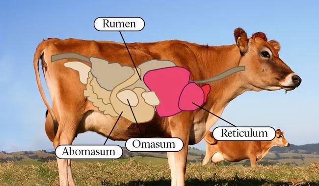 牛瘤胃酸中毒的发病机制及其预防措施(图8)