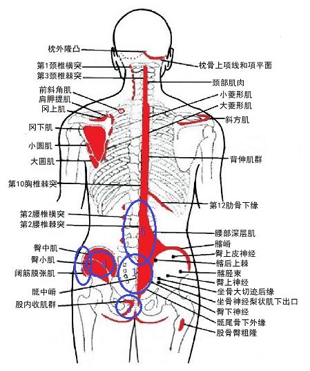 软组织病理损害可导致人体酸疼困僵冷麻及器官功能失调病变.