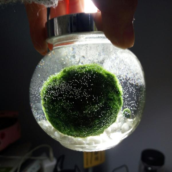养marimo海藻球是一种怎样的体验?