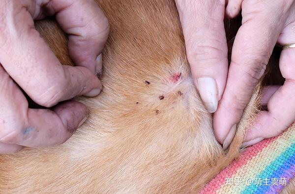 如何判断狗狗是否感染了寄生虫狗狗寄生虫感染的症状表现是怎样的