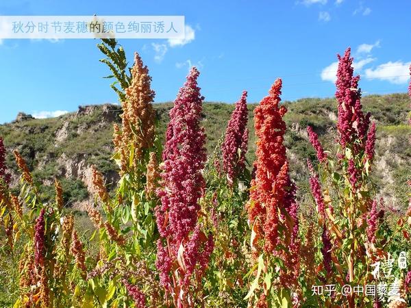 藜麦是联合国粮农组织(fao)推荐的唯一单体植物就可以满足人体全部