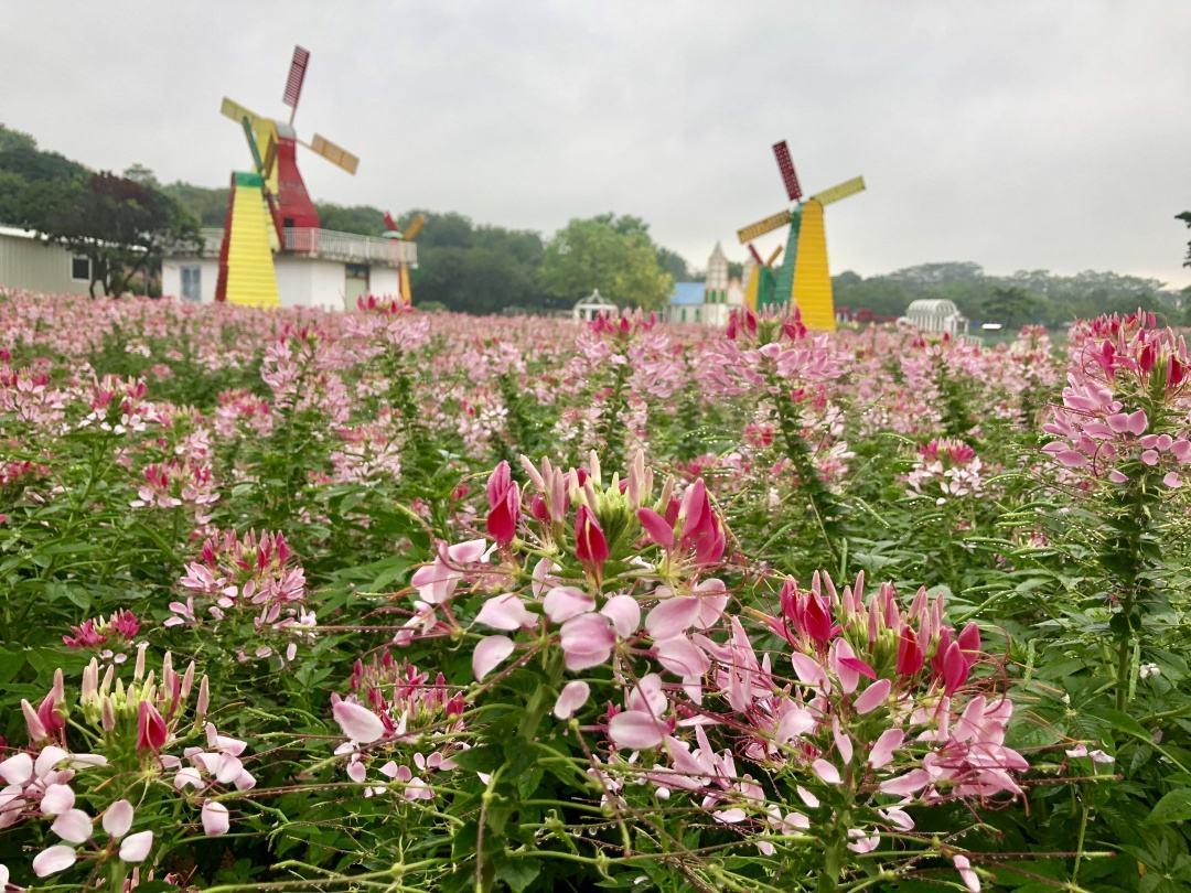 东莞周边一日游攻略有趣又休闲的松山湖花海自驾游