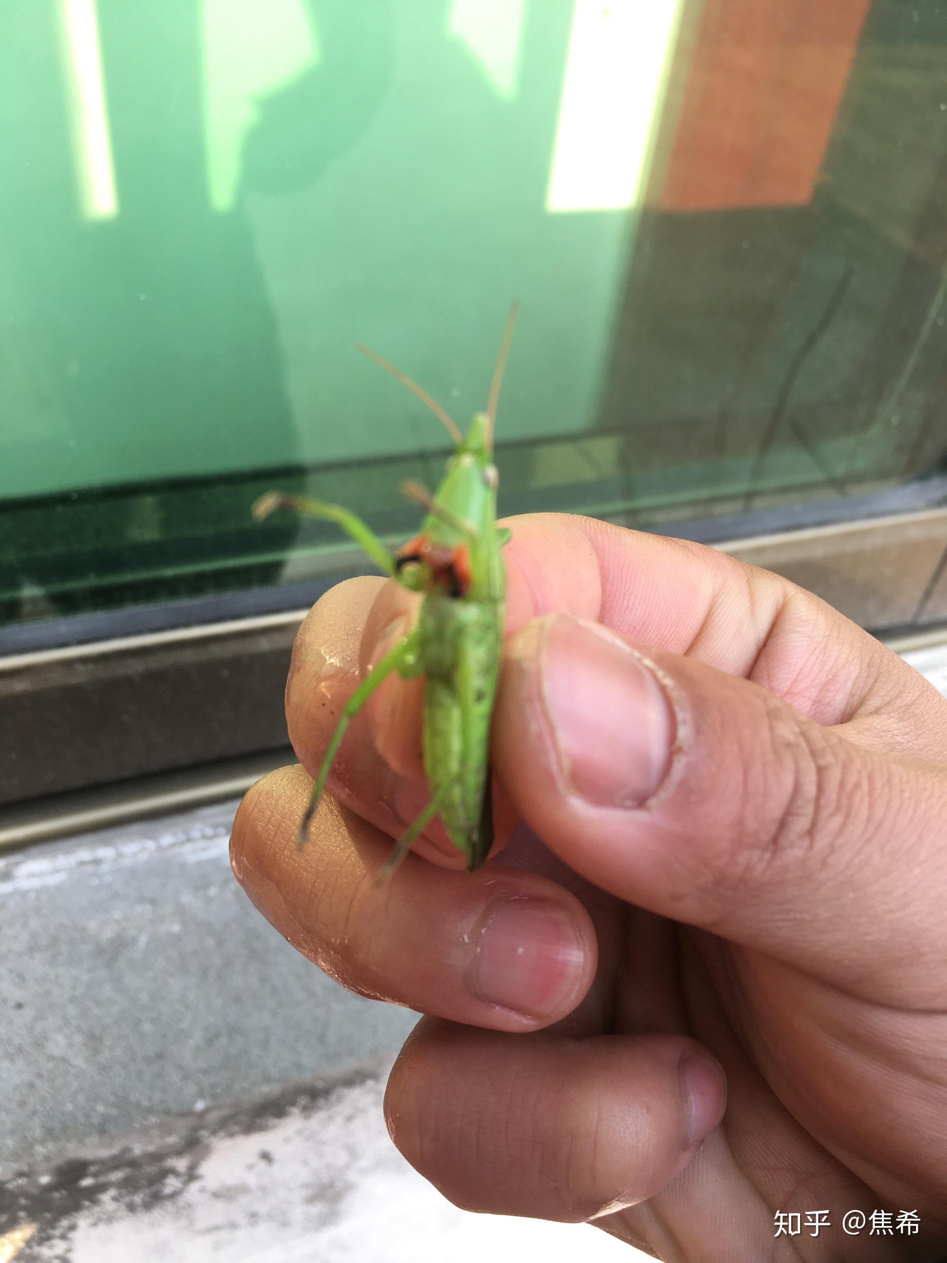 这是什么品种的蚱蜢有一张天牛嘴