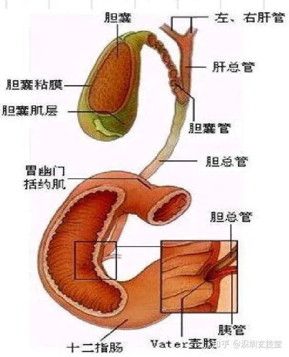 胆囊结石和胆总管结石是因果关系,由于胆囊具有收缩功能,胆囊收缩时