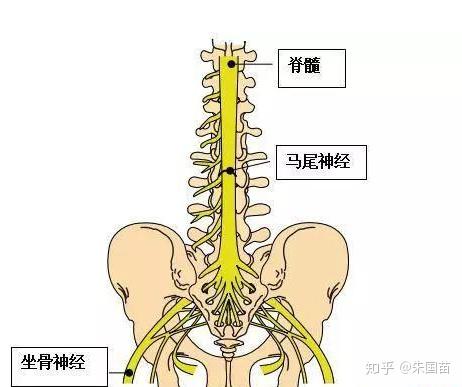 腰痛,腿软无力,是不是马尾神经受压的早期症状