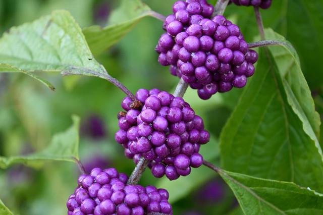 这种植物叫紫珠果实太漂亮了