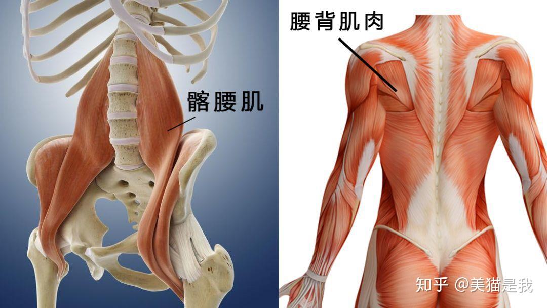 放松拉伸髂腰肌——骑马式