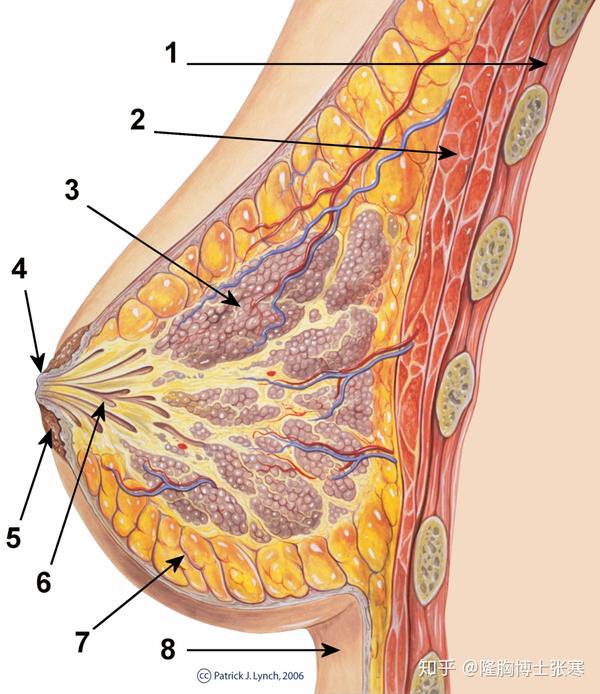 1.胸腔壁 2.胸大肌 3.乳腺小叶 4.乳头 5.乳晕 6.乳管 7.脂肪组织 8.