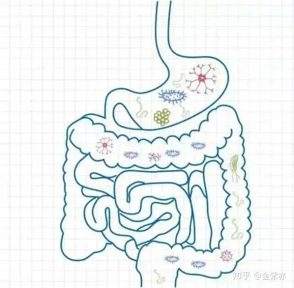 饭后来杯酸奶真的有助消化