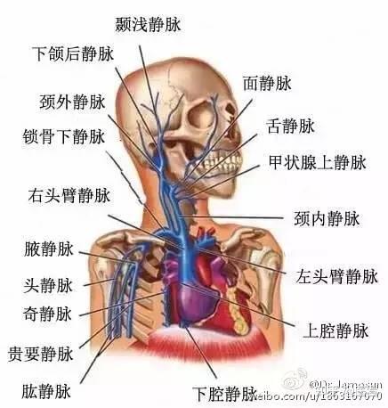 图21颈内静脉