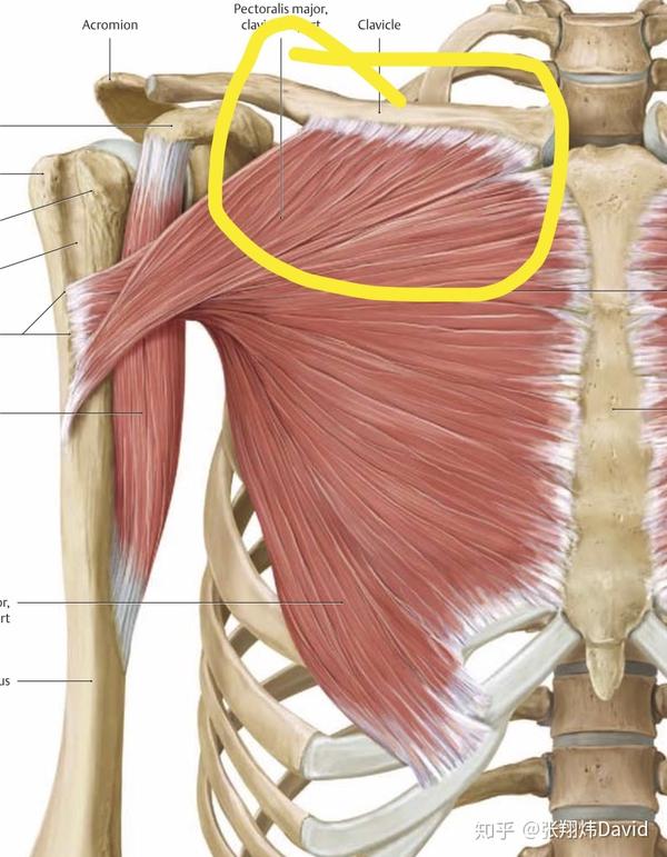 胸肌是比较大的肌肉,首先我们将它细分为"上胸肌,中胸肌,下胸肌"三