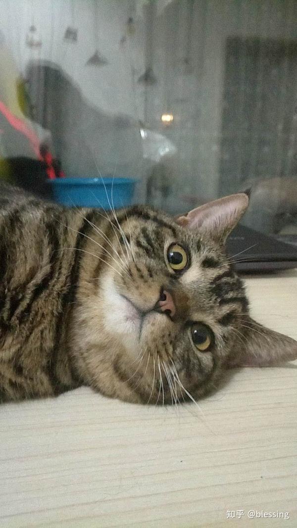 一只睡觉鼾声如雷的小猫咪