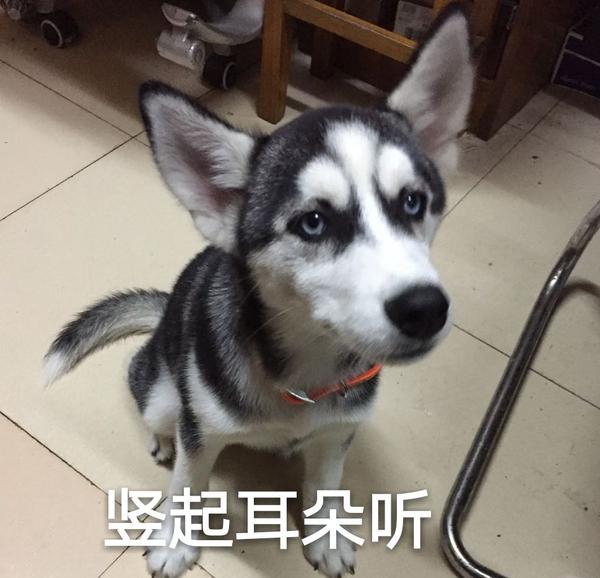 你们都有一些什么样的哈士奇表情包?
