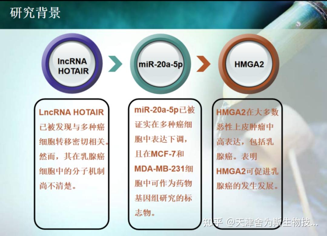 Cerna Lncrna Mirna Mrna