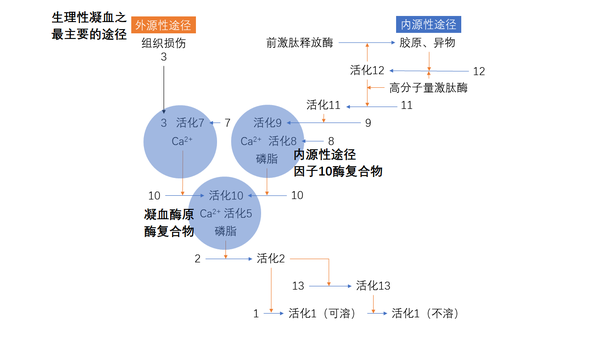 但加入组织因子和ca2 ——外源性凝血(从因子3开始) 凝血因子 外源性