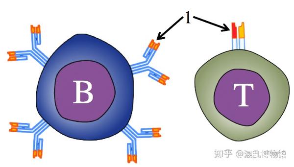 b细胞(骨髓依赖淋巴细胞)与t细胞(胸腺依赖淋巴细胞)