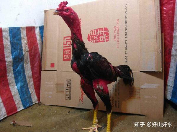 爪细利,适应能力强,漂亮,羽毛鲜艳,而且英勇善斗,观赏型斗鸡