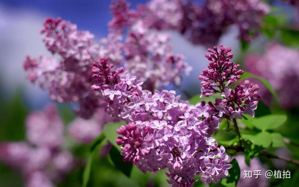8,丁香花msl丁香园图片