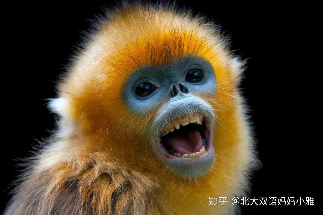 比如,我国著名的珍稀野生动物金丝猴就叫snub-nosed monkey,翻译成