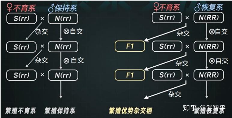 袁隆平的三系杂交水稻