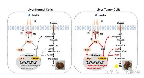发现糖代谢重要酶调控胰岛素受体信号通路新机制
