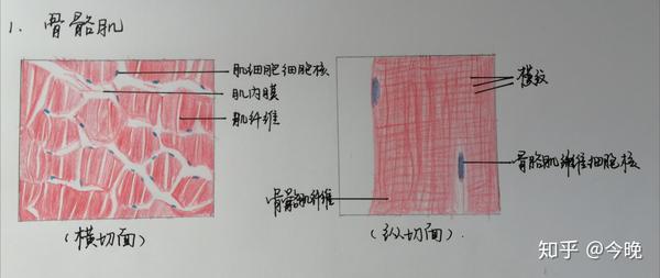 组胚红蓝铅笔图(小小学渣记录一下)学到哪里就更到哪里