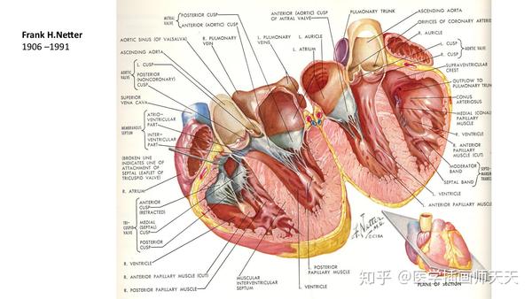 美术背景可以学医学插画吗