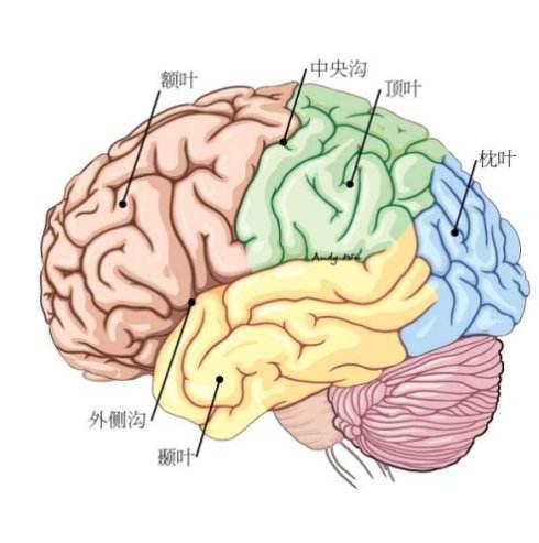 孩子是真发火吗全脑教养法教你一眼看穿