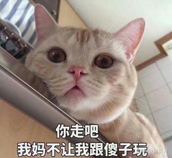 你有哪些关于猫狗的表情包?
