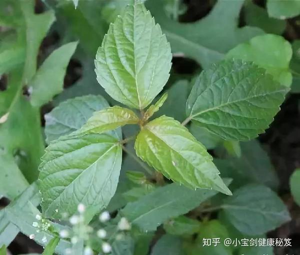 31种路边常见中草药