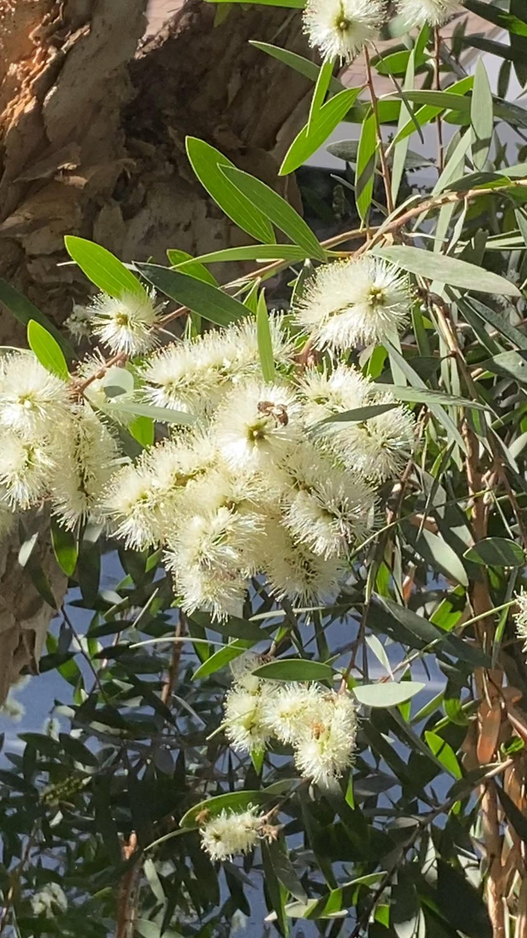 米团花,黑蜜的蜜源