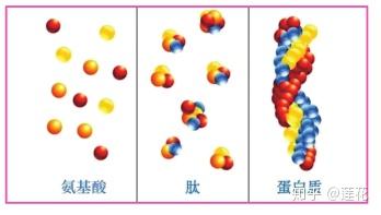 胶原蛋白具有牢固的三螺旋结构,消化吸收率受到限制,而胶原