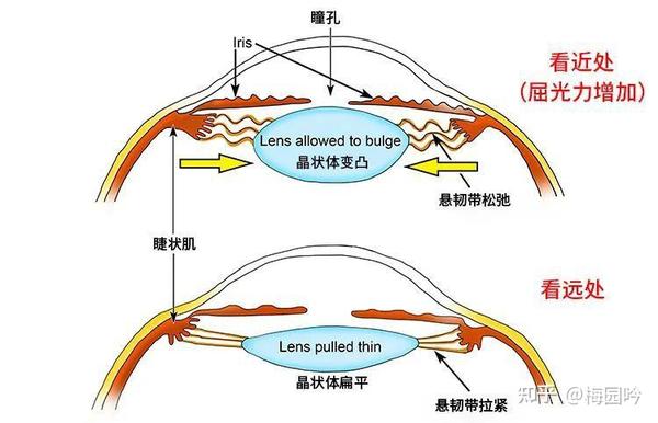 参与的组织包括睫状肌,晶状体,以及晶状体悬韧带